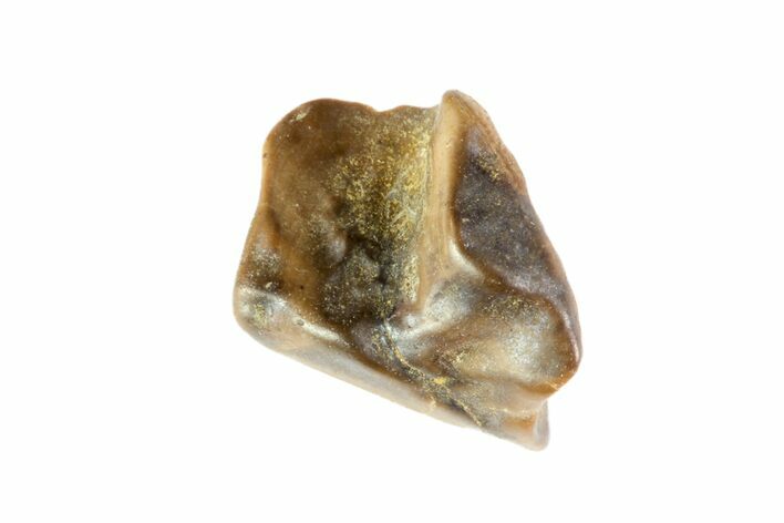 Partial Triceratops Shed Tooth - Montana #72489